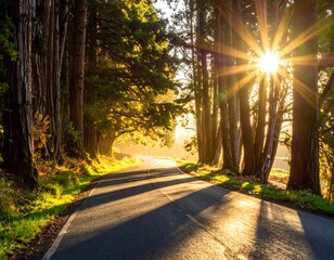 Fototapeta premium Winding road through tall trees with sun shining