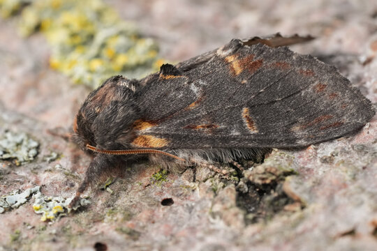 Closeup on an Iron prominent moth, Notodonta dromedarius, sitting on wood