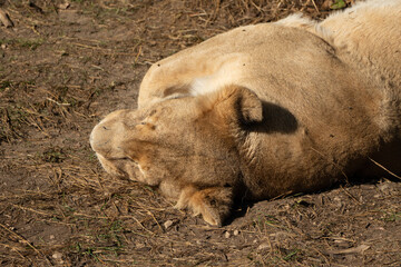 Lion Resting Grass Field - A lion resting in a field of grass on a sunny day.
