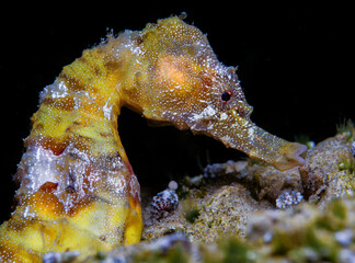 Sea pony Hippocampus fuscus