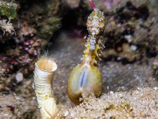 Pregnant male seahorse