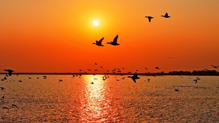 A flock of geese in flight, migratory birds of Poyang Lake © hrui