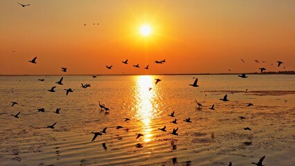 A flock of geese in flight, migratory birds of Poyang Lake