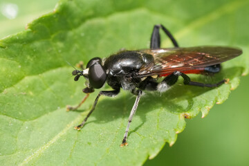 Fototapeta premium Closeup on a black and red colored Brachypalpoides lentus hoverfly