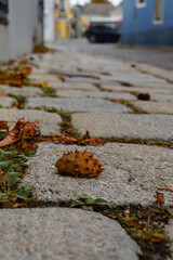 Spiky chestnut and autumn leaves on cobblestone street in Grinzing, Vienna, Austria