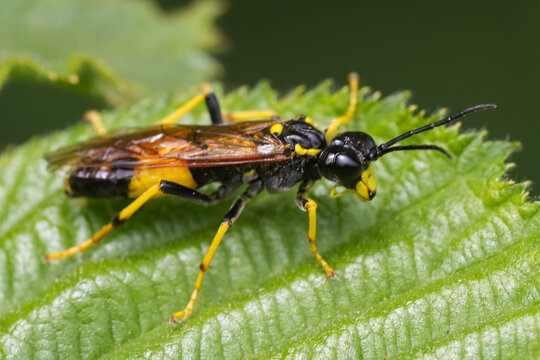 Closeup on a colorful black and yellow colored Greater Girdled Sawfly, Tenthredo maculata