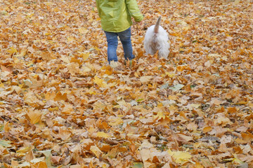 Little boy and white west highland terrier dog in autumn park, dog with autumn yellow leaves, friendship concept