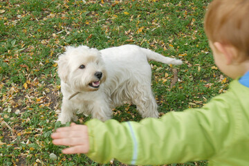 Little boy and white west highland terrier dog in autumn park, dog with autumn yellow leaves, friendship concept
