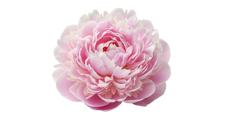 Closeup of a Beautiful Pink Peony Flower Blossom.