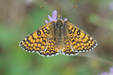 Detailed closeup on a Glanville fritillary, Melitaea cinxia sunbathing with half spread wings, France © Henk