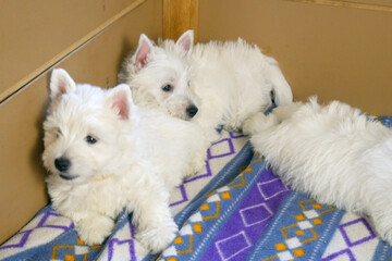 funny white west highland terrier dogs puppy play in their aviary or box for little dog indoor, dog breeding business