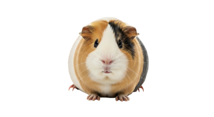 Cute Guinea Pig Portrait Studio Shot White Background.