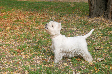 White west highland terrier dog in autumn park