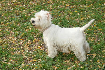 White west highland terrier dog in autumn park