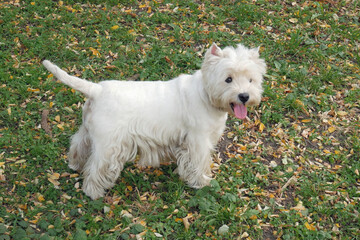 White west highland terrier dog in autumn park