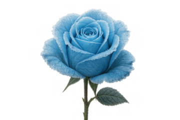 Blue rose covered in frost and ice, symbolizing cold beauty, winter elegance, and delicate freezing nature on transparent background