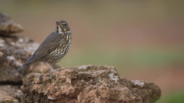 Song thrush (Turdus philomelos) Looking out from a rock in a Mediterranean forest, Spain - 4K stock video
