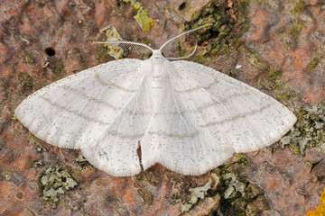 Closeup on a European Common White Wave geometer moth, Cabera pusaria with spread wings © Henk