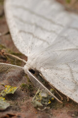 Closeup on a European Common White Wave geometer moth, Cabera pusaria
