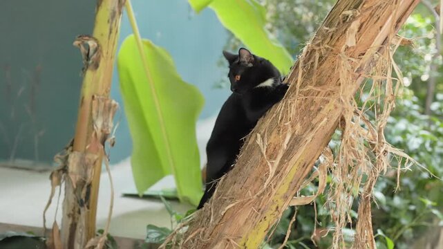 A black kitten is perched on a banana tree. Two black kittens are playing and climbing a banana tree.