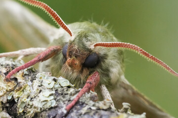 Extreme facial closeup on the Lime Hawk-moth, Mimas tiliae © Henk