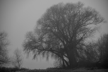 Großer Baum im Nebel am frühen Abend in einer ländlichen Umgebung