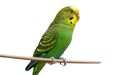 Green Budgerigar Perched on a Wooden Perch Isolated.