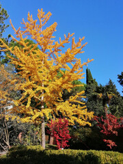 Ginkgo biloba tree in autumn with yellow leaves in a park against a blue sky