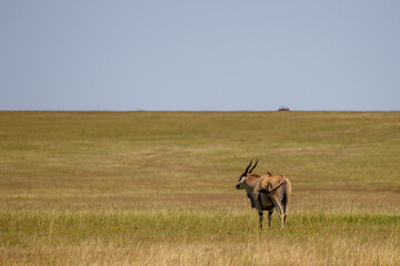 Fototapeta premium Antílope Eland común pastando en la reserva nacional Masái Mara, Kenia