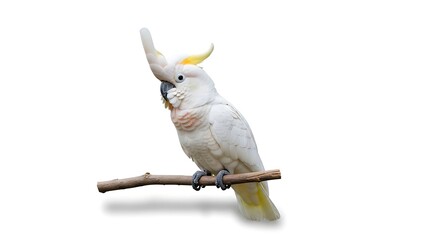 White cockatoo with pink cheek patches isolated. AI GENERATED.
