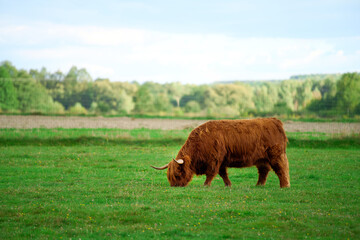 Highland cattle in green field under soft daylight