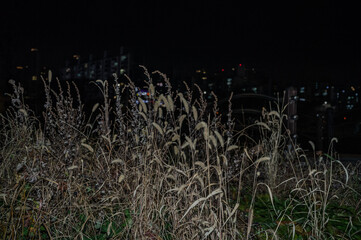 겨울, 대한민국, 한국, 서울, 