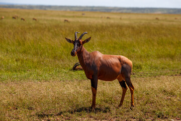 Grupo de antílopes Topi en la sabana de la Reserva Nacional Masái Mara, Kenia © DavidEnFoco