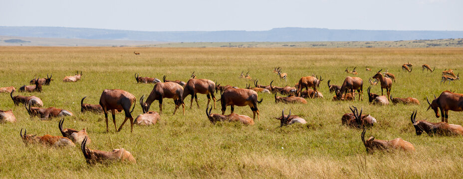 Grupo de ant&iacute;lopes Topi en la sabana de la Reserva Nacional Mas&aacute;i Mara, Kenia