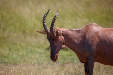 Grupo de antílopes Topi en la sabana de la Reserva Nacional Masái Mara, Kenia © DavidEnFoco
