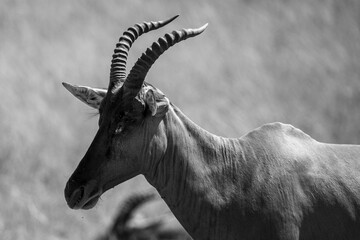 Grupo de antílopes Topi en la sabana de la Reserva Nacional Masái Mara, Kenia © DavidEnFoco