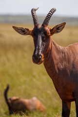 Grupo de antílopes Topi en la sabana de la Reserva Nacional Masái Mara, Kenia © DavidEnFoco