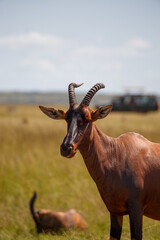 Grupo de antílopes Topi en la sabana de la Reserva Nacional Masái Mara, Kenia © DavidEnFoco