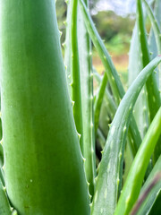 Close up of aloe vera plant with thick green succulent leaves. Aloe vera is known for skincare,...