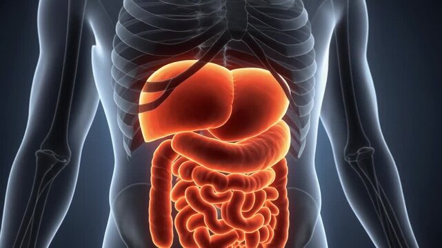 three dimensional medical illustration animation showing liver processes at organ and cellular level with realistic lighting
