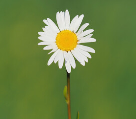 The oxeye daisy flower on a meadow in summer, Leucanthemum vulgare