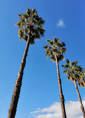 Palm trees in a park against a blue sky
