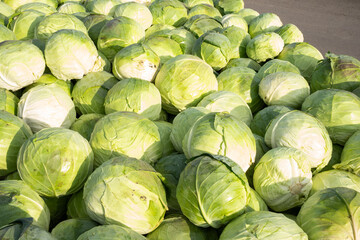 A pile of fresh cabbage heads filling the frame, showcasing natural textures and organic shapes in a simple, minimalist agricultural composition.

