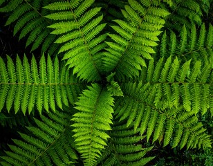 Close-up of lush, vibrant green fern fronds radiating outwards