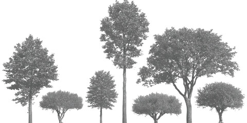 Diverse collection of trees isolated on white background © GraphixEra