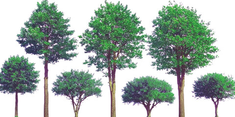 Row of diverse trees isolated on white background © GraphixEra