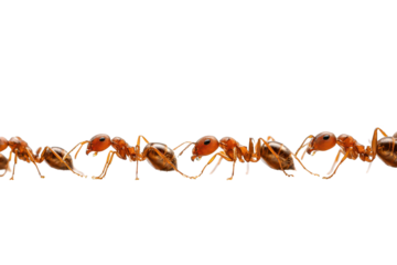 Group of ants walking in a line on a white surface during daylight hours in a natural setting