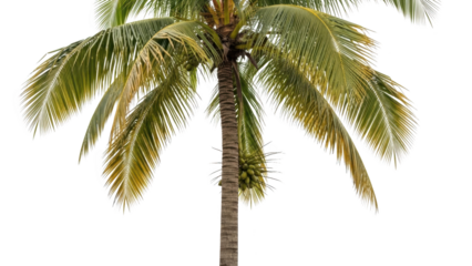 A tall palm tree with green leaves and coconuts stands alone in a tropical environment outdoors.