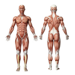 Human muscle anatomy front and back view isolated on transparent background