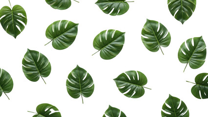 Green monstera leaves scattered on a white background in a natural setting with tropical plants